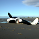 A dead killer whale that washed up in the Mersey Estaury in 2001, the last time one of the species stranded in England or Wales. The UK population is now small and confined to the remote north of Scotland.
